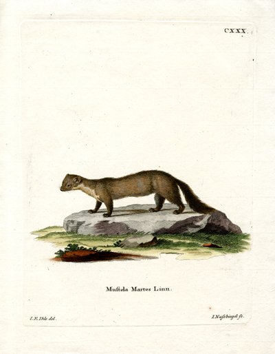 Pine Marten (färgad gravyr) av German School
