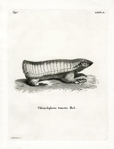 Pink Fairy Armadillo (färgad gravyr) av German School