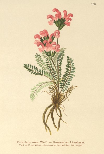 Rosa lusseört (Pedicularis rosea) av German School
