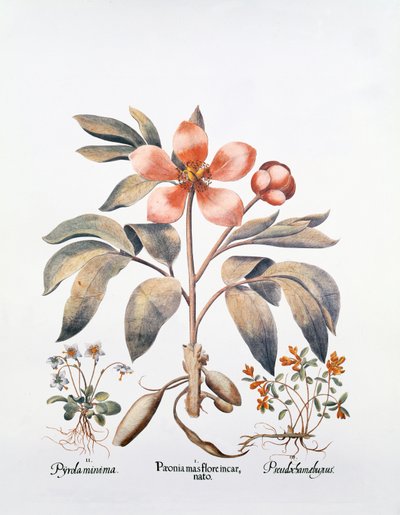 Rosa pion (handfärgad gravyr) av German School