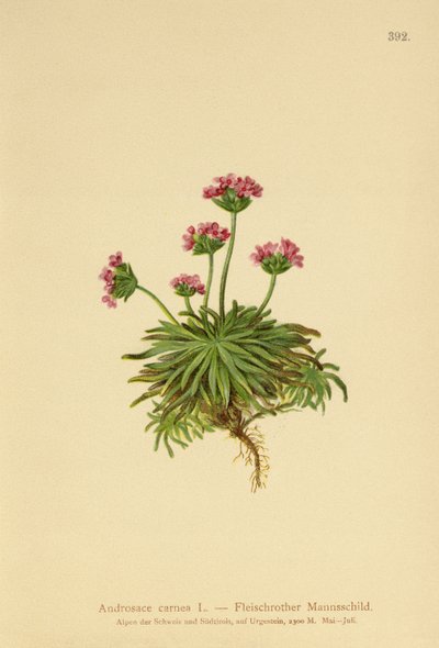 Pink Rock Jasmine (Androsace carnea) av German School