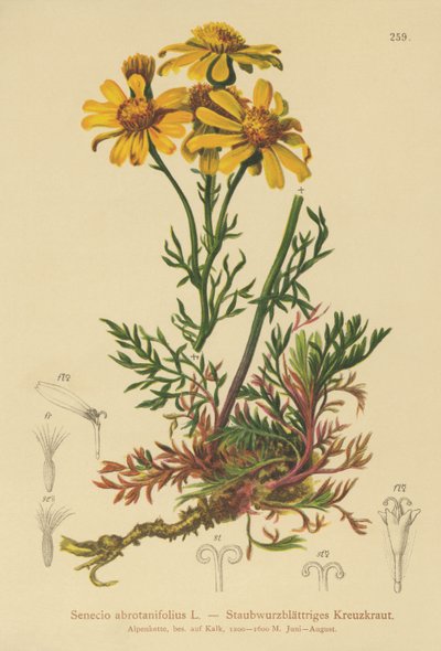 Pinnatbladig raggört (Senecio abrotanifolius, Jacobaea abrotanifolia) av German School