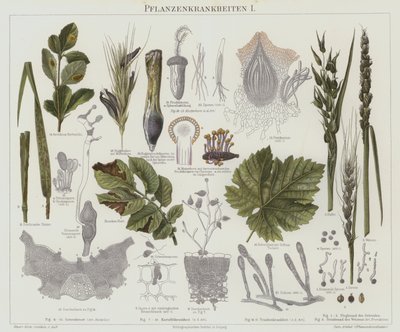 Växtsjukdomar (färg litho) av German School