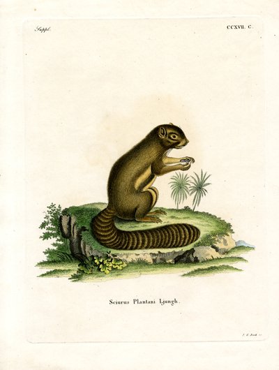 Groblad ekorre (färgad gravyr) av German School