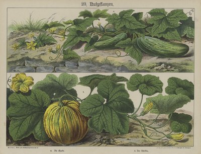 Växter (färg litho) av German School