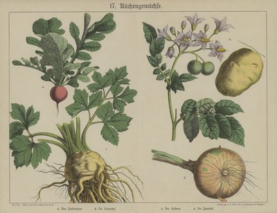 Växter (färg litho) av German School