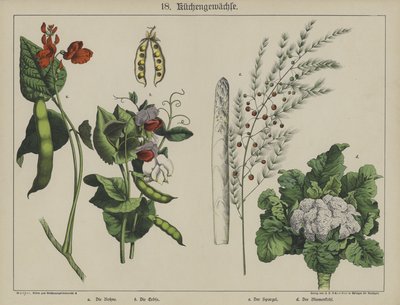 Växter (färg litho) av German School