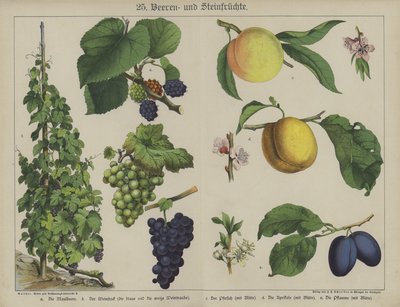 Växter (färg litho) av German School