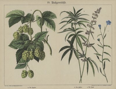 Växter (färg litho) av German School
