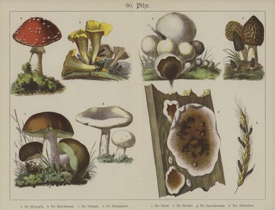 Växter (färg litho) av German School