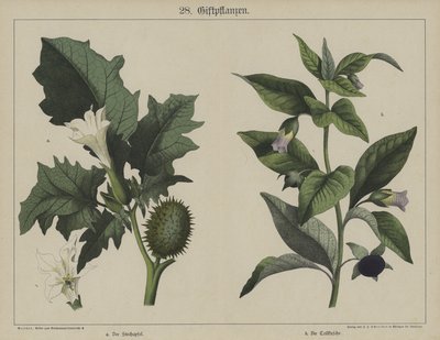 Växter (färg litho) av German School