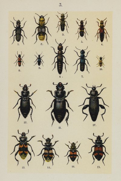 Tallrik från The Young Beetle-Collector