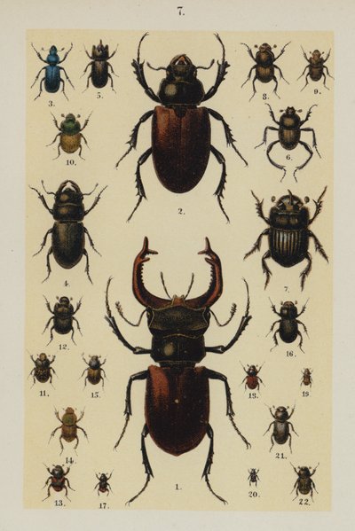 Tallrik från The Young Beetle-Collector