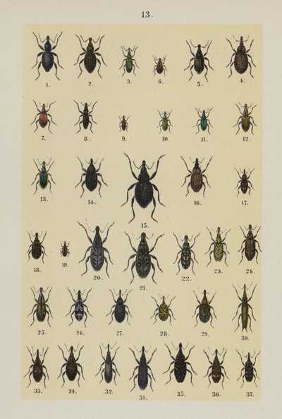Tallrik från The Young Beetle-Collector