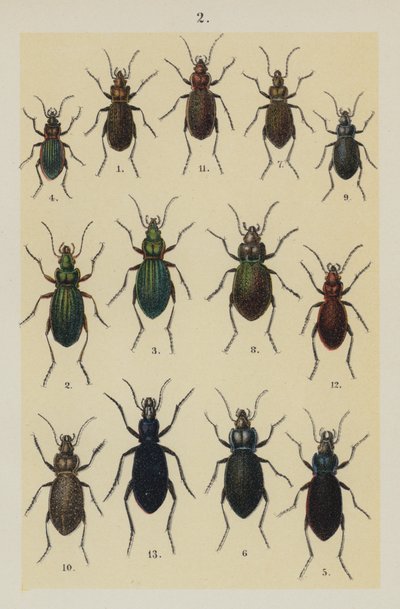 Tallrik från The Young Beetle-Collector