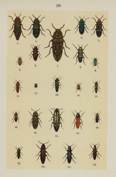Tallrik från The Young Beetle-Collector
