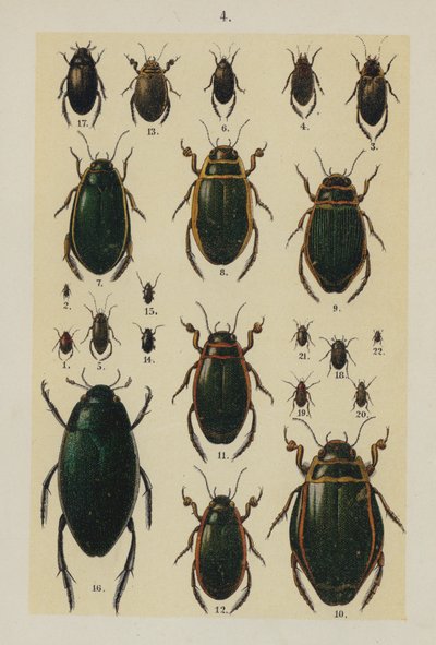Tallrik från The Young Beetle-Collector