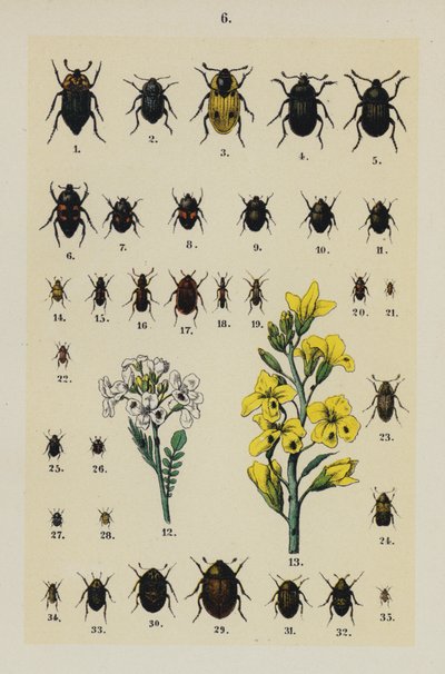 Tallrik från The Young Beetle-Collector