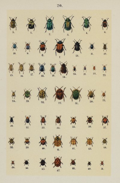 Tallrik från The Young Beetle-Collector