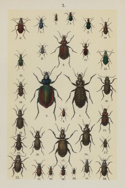 Tallrik från The Young Beetle-Collector