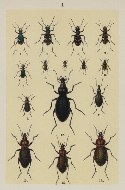 Tallrik från The Young Beetle-Collector