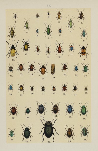 Tallrik från The Young Beetle-Collector