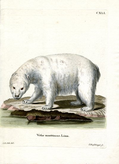 Isbjörn (färgad gravyr) av German School