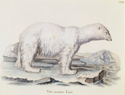 Isbjörn (Ursus maritimus), från Däggdjur illustrerad från Nature med beskrivningar, av Johann Christian Daniel von Schreber (1739-1810), gravyr av IC Bock efter teckning av Marechal, volym 3, tabell 141, Tyskland av German School