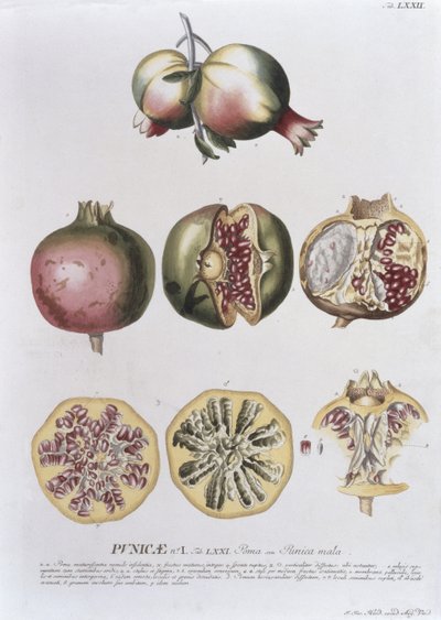Granatäpple, graverad av Johann Jakob Haid (1704-67) tallrik 72 från en botanisk bok, pub. av Augustus Vind av German School