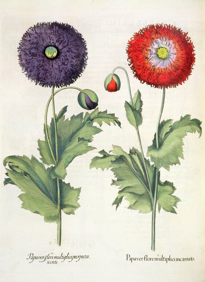 Vallmo: 1. Vallmo i en flerfaldig blomma inkarnerad; 2. Pappersblomma från Hortus Eystettensis av Basil Besler (1561-1629), pub. 1613 av German School