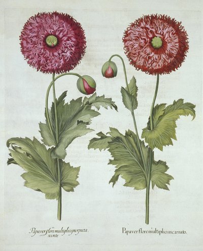 Vallmo, från Hortus Eystettensis, av Basil Besler (1561-1629) pub. 1613 av German School