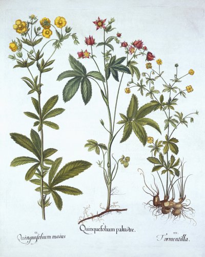 Potentillas, från Hortus Eystettensis, av Basil Besler (1561-1629), pub. 1613 (handfärgad gravyr) av German School