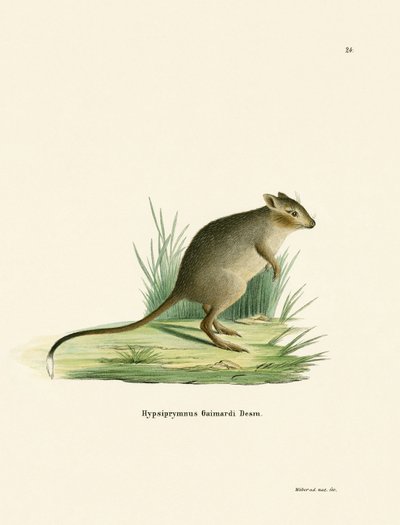 Potoroo (färgad gravyr) av German School