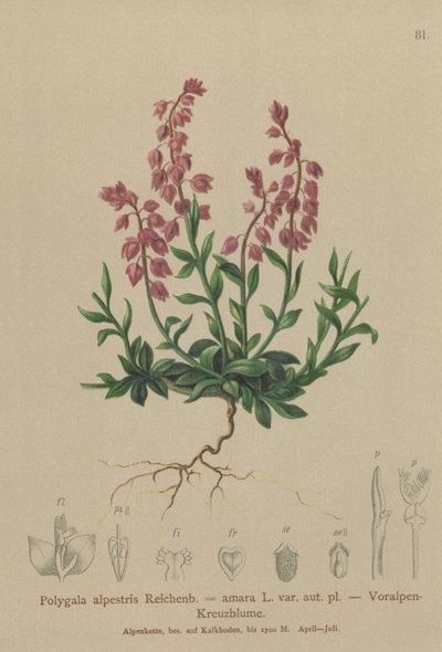 Prealpin mjölkört (Polygala alpestris, Polygala amara var. aut. pl., Polygala brachyptera) av German School