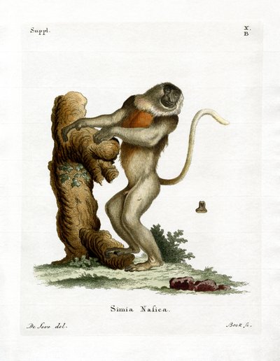 Proboscis Monkey (färgad gravyr) av German School