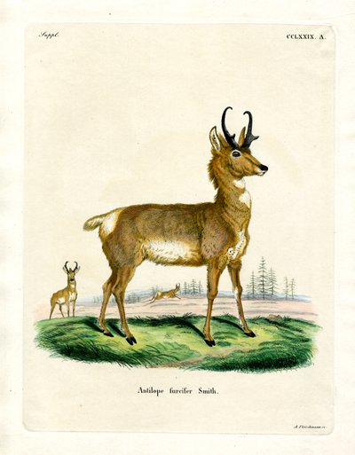 Pronghorn Antilope (färgad gravyr) av German School