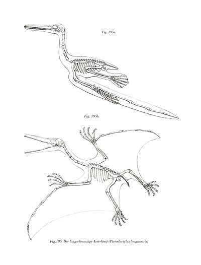 Pterodactyl (färg litho) av German School