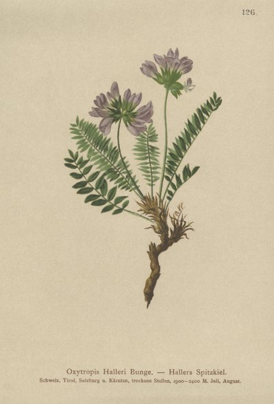 Lila Oxytropis (Oxytropis Halleri) av German School