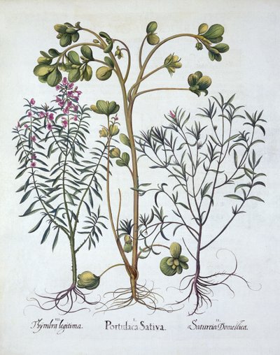 Portulak, sommarsmak och vintersmak, från Hortus Eystettensis, av Basil Besler (1561-1629), pub. 1613 (handfärgad gravyr) av German School