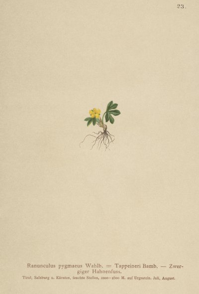 Pygmy smörblomma (Ranunculus pygmaeus, Ranunculus tappeineri, Ranunculus baerianus, Ranunculus pygmaeus var. Langeanu) av German School