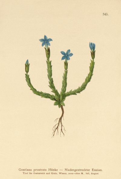 Pygmégentiana (Gentiana prostrata) av German School