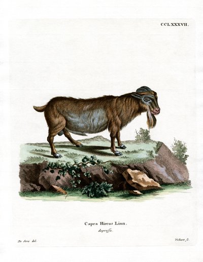 Pygméget (färgad gravyr) av German School