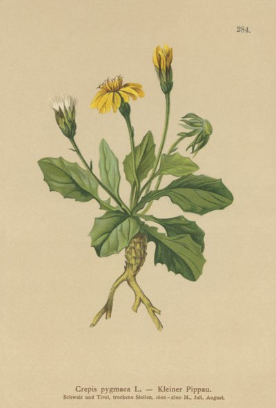 Pygmy Hawks-skägg (Crepis pygmaea, Hieracium pumilum) av German School