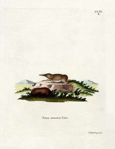 Pygmy Shrew (färgad gravyr) av German School