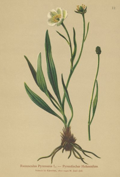 Pyreneisk kråkfot (Ranunculus Pyrenaeus) av German School