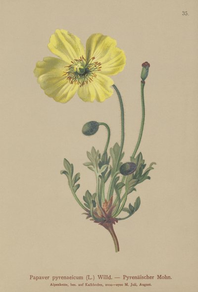 Pyrenéisk vallmo (Papaver pyrenaeicum, Papaver alpinum sub.) av German School