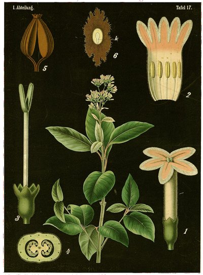 Kininträd (Cinchona Calisaya) c.1890 (kromolitografi) av German School
