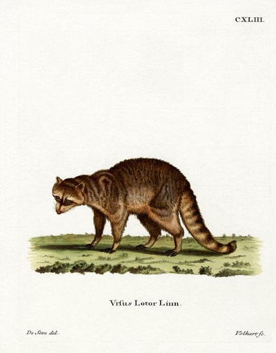Raccoon (färgad gravyr) av German School
