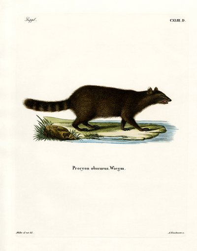 Raccoon (färgad gravyr) av German School