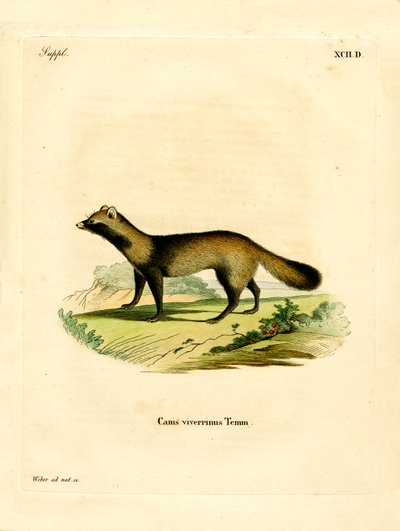 Raccoon Dog (färgad gravyr) av German School
